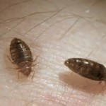 Permanent Makeup, Tattooing, Piercing and Bedbugs